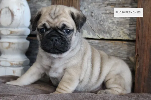 Kenny, Fawn Pug puppy (photo 1)