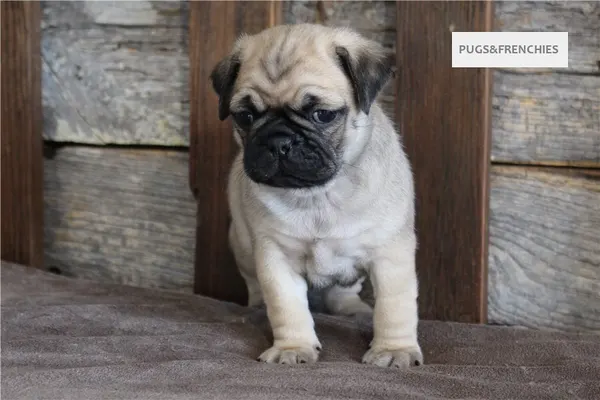 Kenny, Fawn Pug puppy (photo 5)