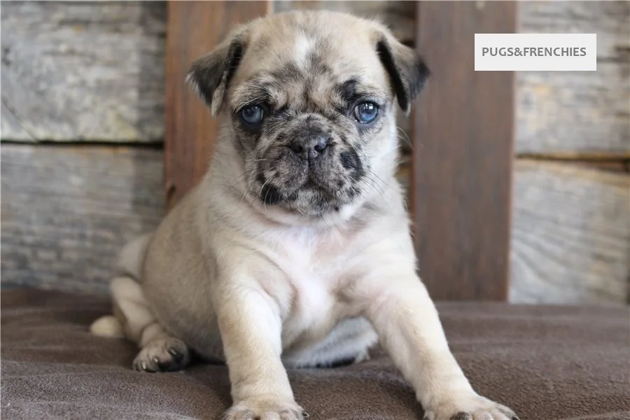 Kingsley, Fawn Merle two blue eyes Pug puppy (photo 1)