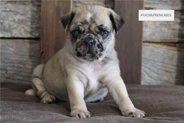 Kingsley, Fawn Merle two blue eyes Pug puppy (photo 4)