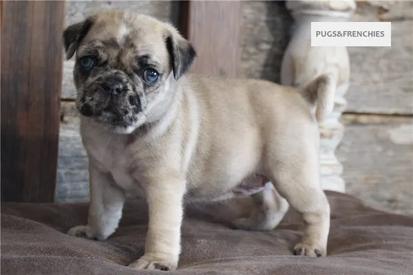 Kingsley, Fawn Merle two blue eyes Pug puppy (photo 6)