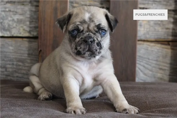 Kingsley, Fawn Merle two blue eyes Pug puppy (photo 2)