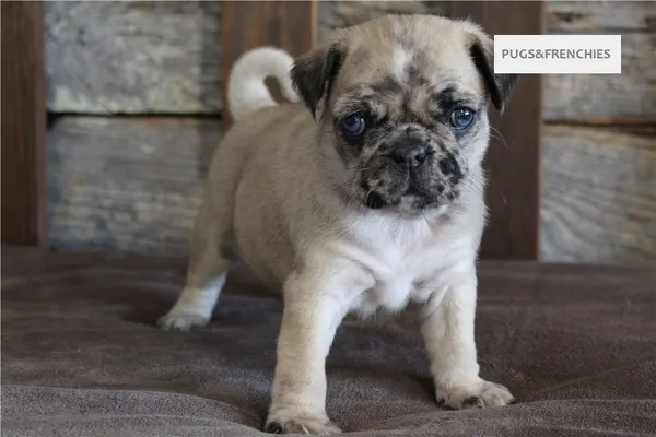 Kingsley, Fawn Merle two blue eyes Pug puppy (photo 8)