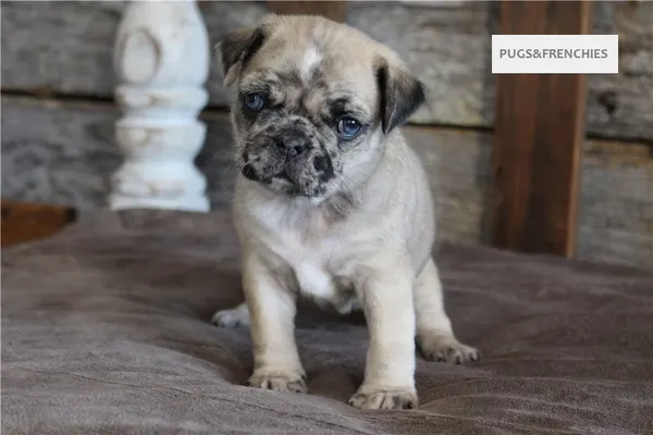 Kingsley, Fawn Merle two blue eyes Pug puppy (photo 9)