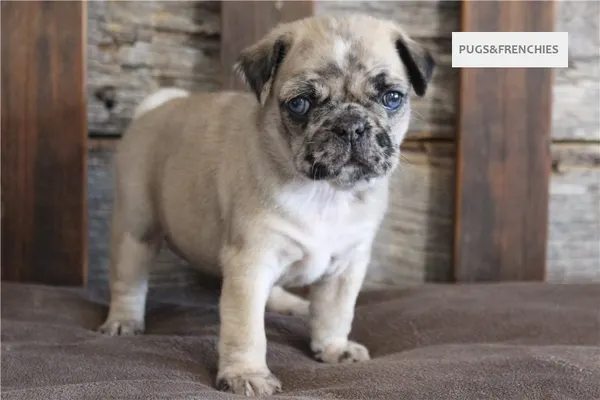 Kingsley, Fawn Merle two blue eyes Pug puppy (photo 5)