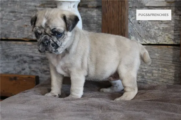 Kingsley, Fawn Merle two blue eyes Pug puppy (photo 3)