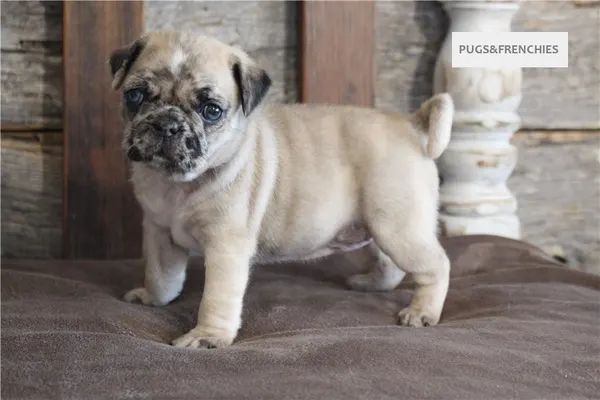 Kingsley, Fawn Merle two blue eyes Pug puppy (photo 7)
