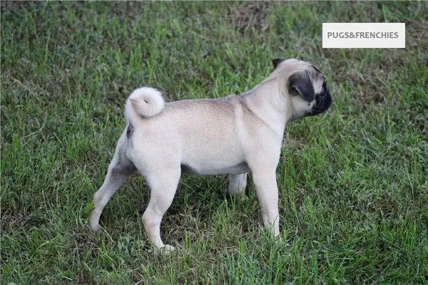 Summer, Fawn Pug puppy (photo 2)