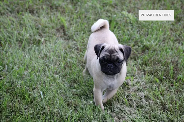 Summer, Fawn Pug puppy (photo 7)