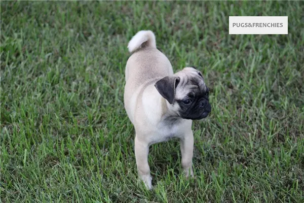 Summer, Fawn Pug puppy (photo 5)
