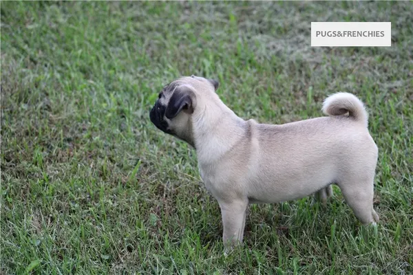 Summer, Fawn Pug puppy (photo 3)