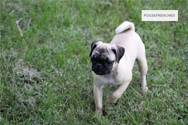 Summer, Fawn Pug puppy (photo 8)