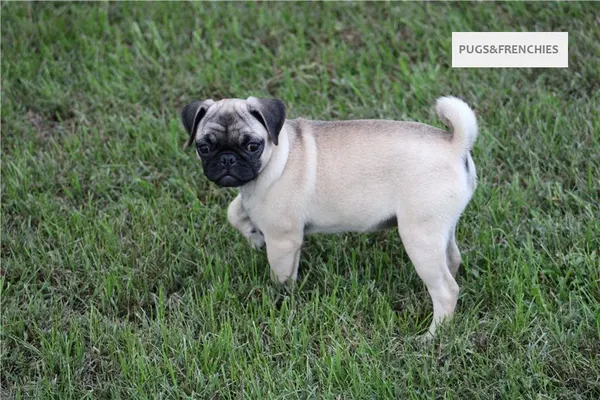 Summer, Fawn Pug puppy (photo 11)