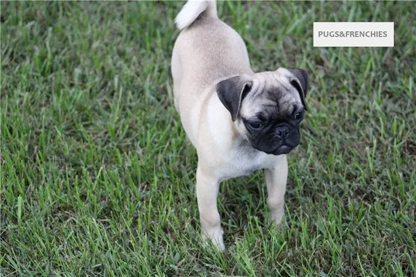 Summer, Fawn Pug puppy (photo 4)