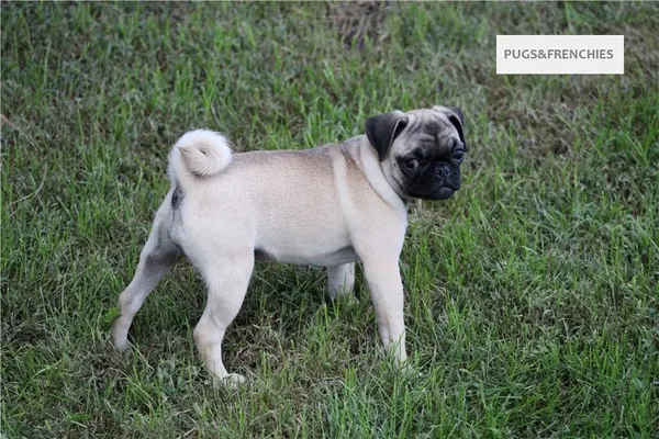 Summer, Fawn Pug puppy (photo 9)