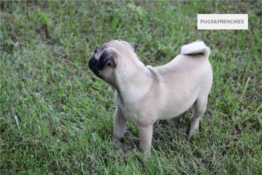 Summer, Fawn Pug puppy (photo 1)