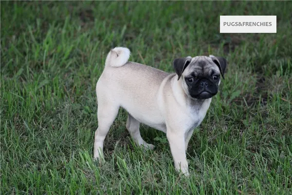 Summer, Fawn Pug puppy (photo 6)