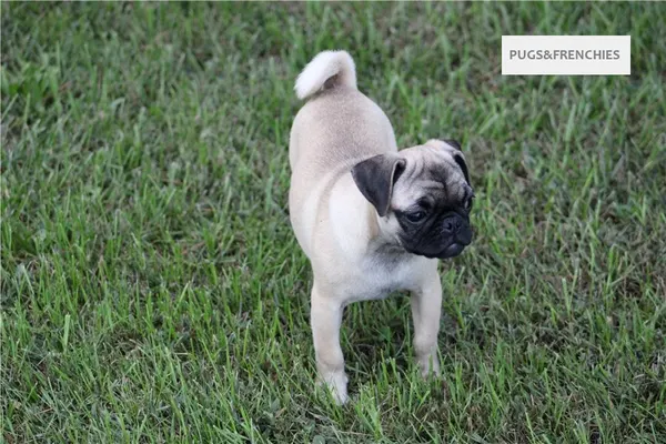 Summer, Fawn Pug puppy (photo 10)