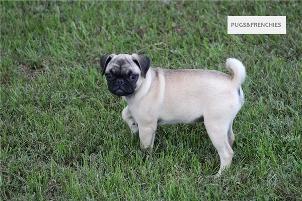 Summer, Fawn Pug puppy (photo 13)