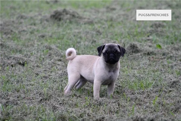 Tilly, Fawn Pug puppy (photo 9)