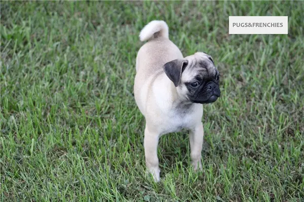 Tilly, Fawn Pug puppy (photo 15)