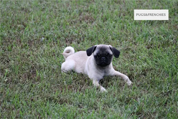 Tilly, Fawn Pug puppy (photo 1)