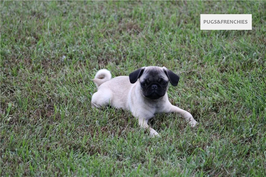 Tilly, Fawn Pug puppy (photo 1)