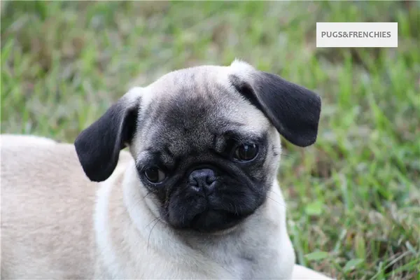 Tilly, Fawn Pug puppy (photo 5)