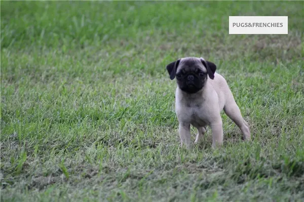 Tilly, Fawn Pug puppy (photo 10)