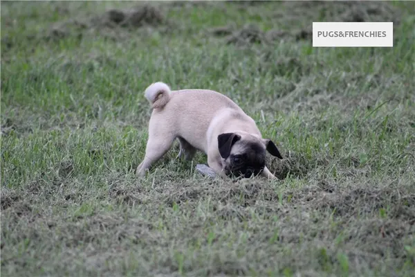 Tilly, Fawn Pug puppy (photo 11)