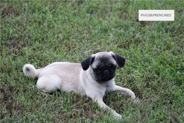 Tilly, Fawn Pug puppy (photo 6)