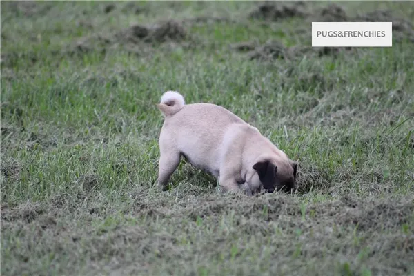 Tilly, Fawn Pug puppy (photo 8)