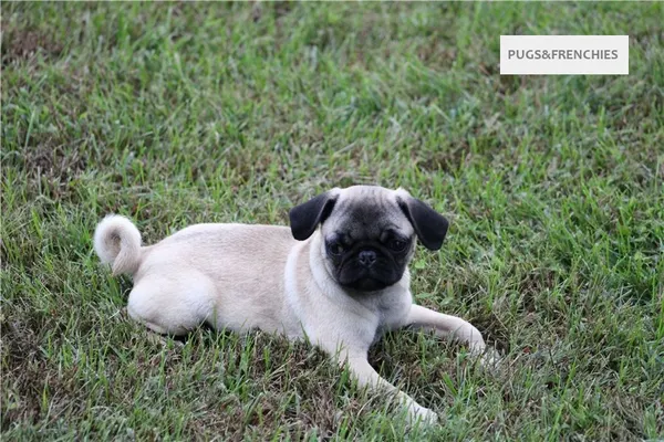Tilly, Fawn Pug puppy (photo 13)
