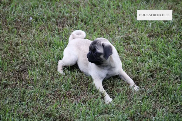 Tilly, Fawn Pug puppy (photo 3)