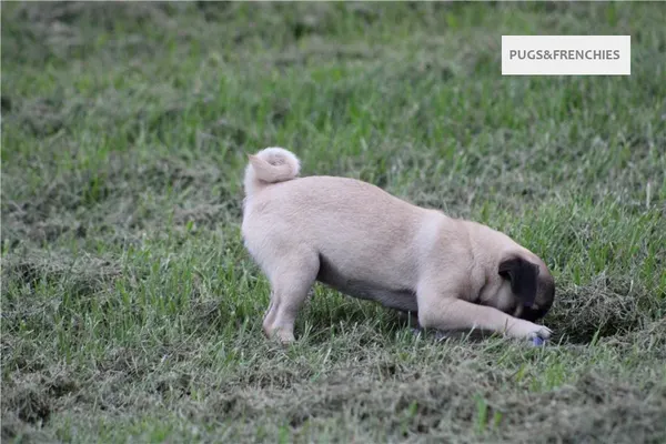 Tilly, Fawn Pug puppy (photo 4)