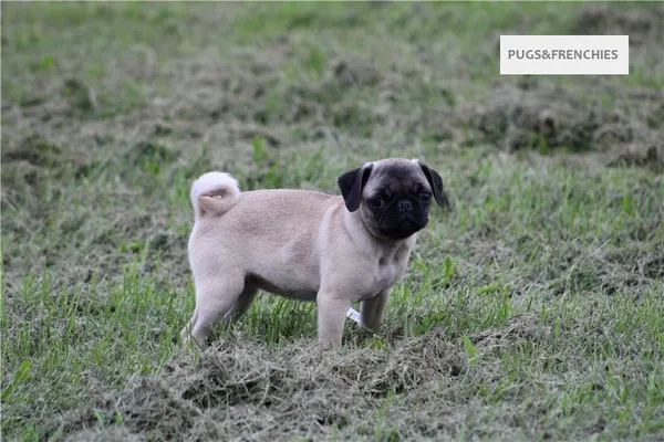 Tilly, Fawn Pug puppy (photo 12)