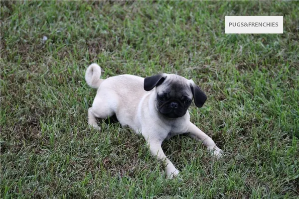 Tilly, Fawn Pug puppy (photo 14)
