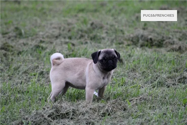 Tilly, Fawn Pug puppy (photo 2)