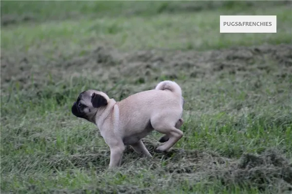 Tilly, Fawn Pug puppy (photo 7)