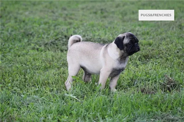 Tedd, Fawn Pug puppy (photo 3)