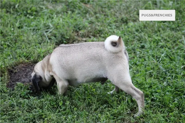 Tedd, Fawn Pug puppy (photo 6)