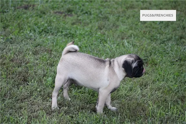 Tedd, Fawn Pug puppy (photo 14)