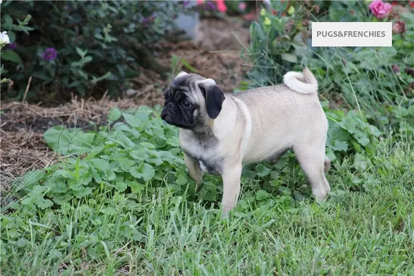 Tedd, Fawn Pug puppy (photo 2)