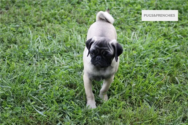 Tedd, Fawn Pug puppy (photo 10)