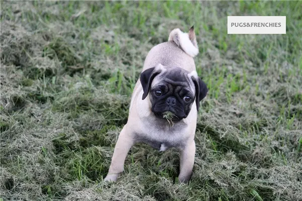 Tedd, Fawn Pug puppy (photo 15)