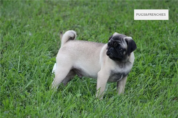 Tedd, Fawn Pug puppy (photo 11)