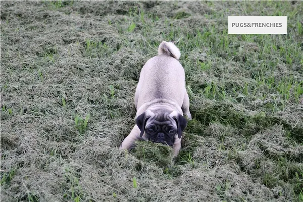 Tedd, Fawn Pug puppy (photo 12)