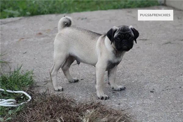 Tedd, Fawn Pug puppy (photo 4)