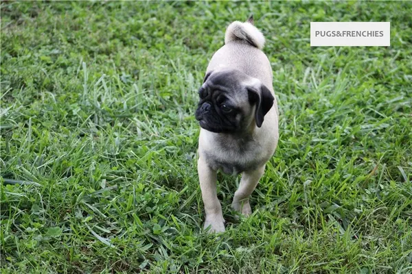 Tedd, Fawn Pug puppy (photo 8)