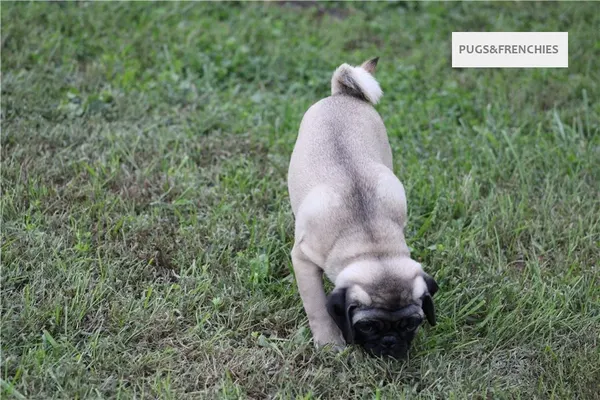 Tedd, Fawn Pug puppy (photo 5)